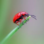 Dezinsecția în spațiile de birouri