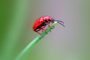 Dezinsecția în spațiile de birouri